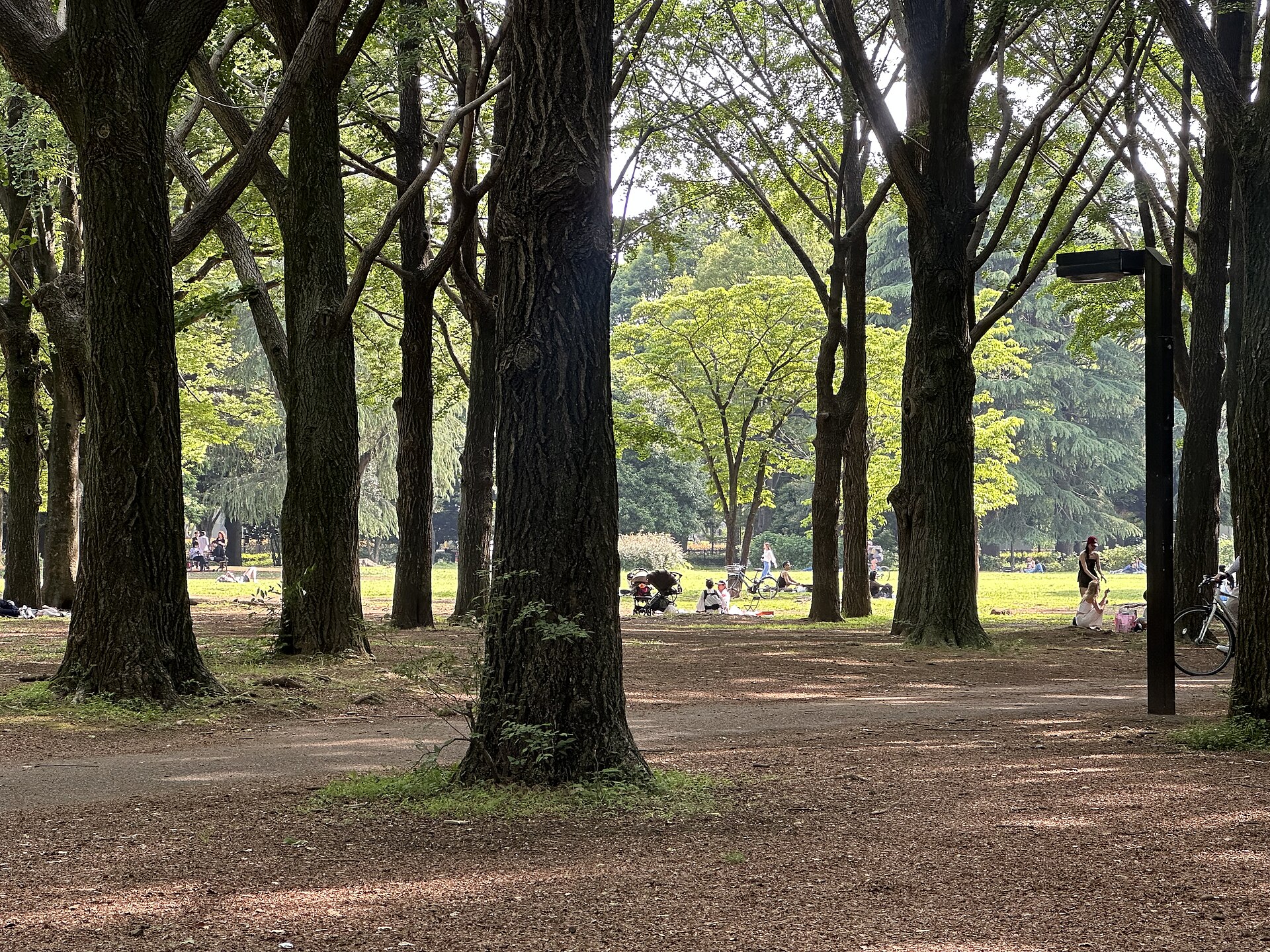 会場となる代々木公園の並木道（昼・2025年撮影）