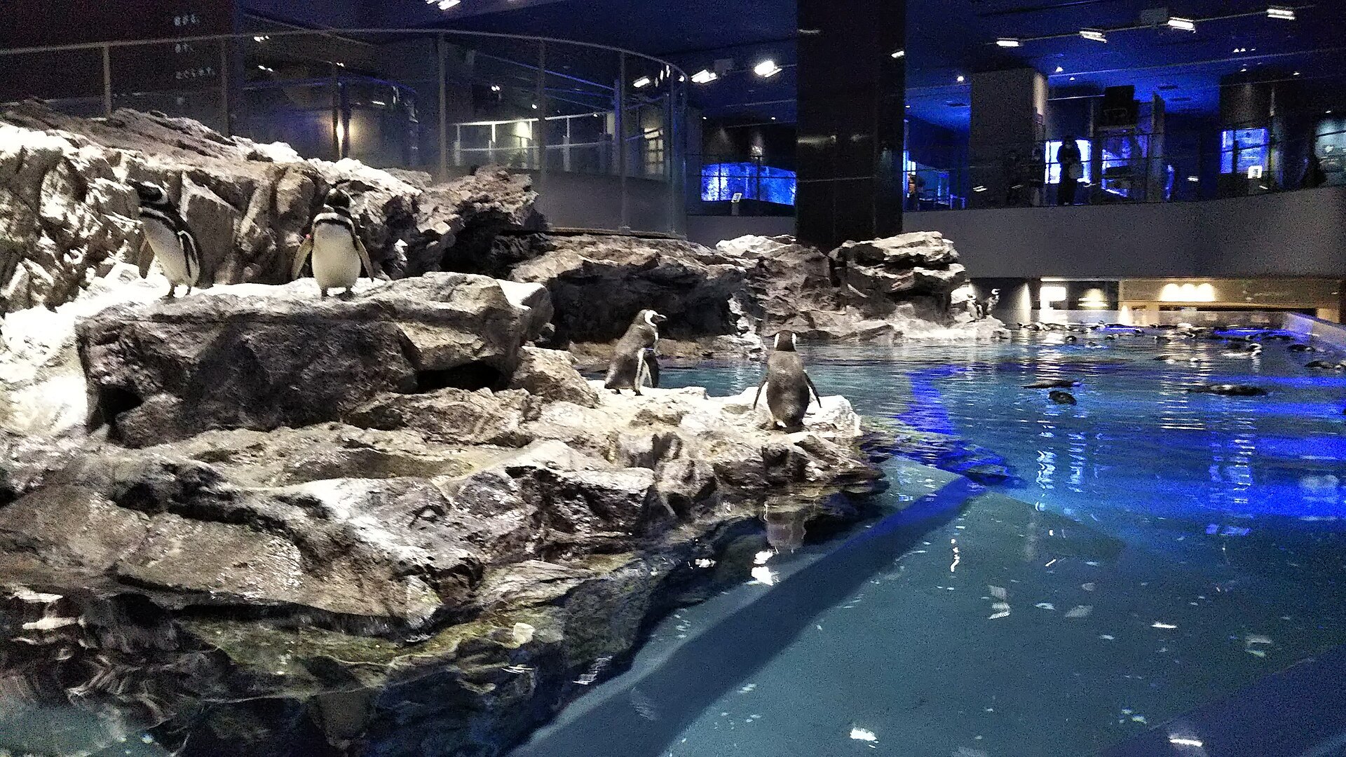 すみだ水族館のペンギン展示