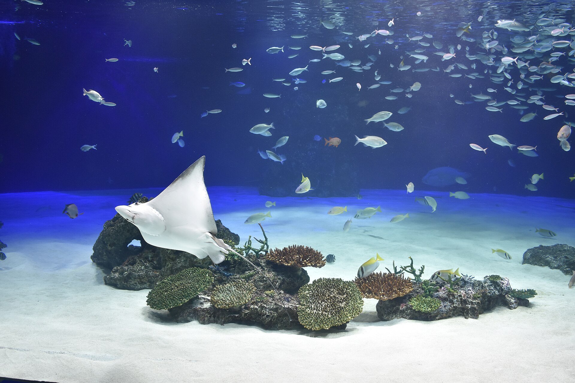 サンシャイン水族館の大水槽