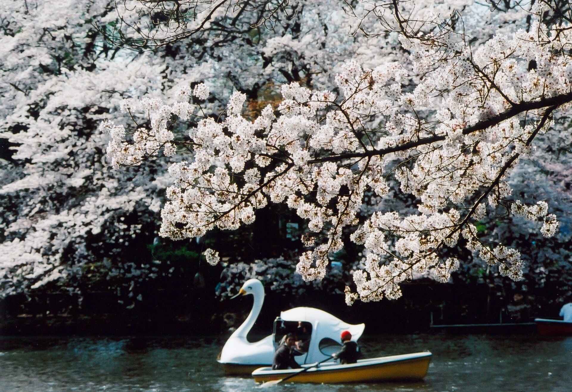井の頭恩賜公園の池とボート（桜の季節）